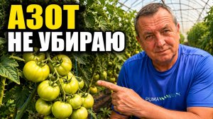 Летом томатам нужен азот — но когда он становится ядом
