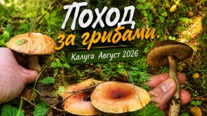 Поход за грибами. Калуга. Август 2026