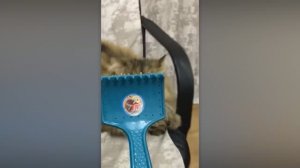 Самые смешные домашние животные 2026 года😂 Лучшие видео