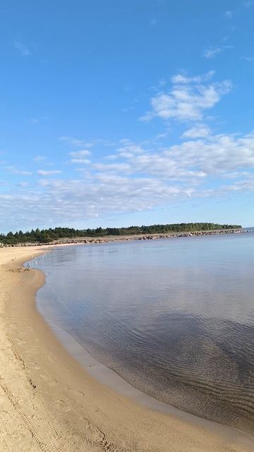 Чайки на озере утром