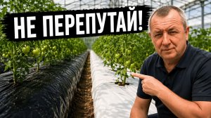 Белая или чёрная мульча для томатов? Не перепутайте летом