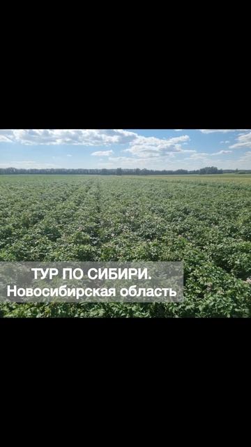 DokaGene (ДГТ). ТУР ПО СИБИРИ. НОВОСИБИРСКАЯ ОБЛАСТЬ. Сорта картофеля: КАРМЕН, ПРАЙМ, ФЛАМИНГО