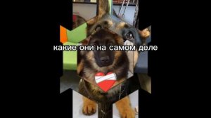 Эдит овчарке