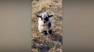 Самые смешные и милые домашние животные 2026 года😂 ЛУЧШИЕ видео с Животными