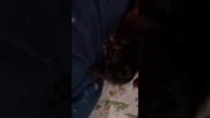 ИГРА С КОТЁНКОМ🤗🥰💋💕
