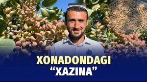 🍿 Pistadan daromad topayotgan toshloqliq bog‘bon