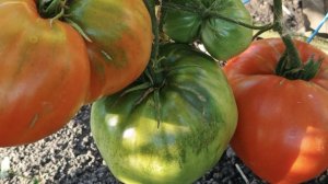 Обзор сортов на кустах: крупноплодные томаты, перец и баклажаны