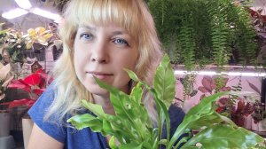 Сгнившая аглаонема, пересадка растений