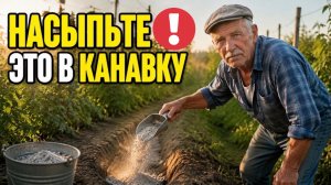 6 ДЕЛ с малиной после сбора, которые решают весь урожай будущего июля