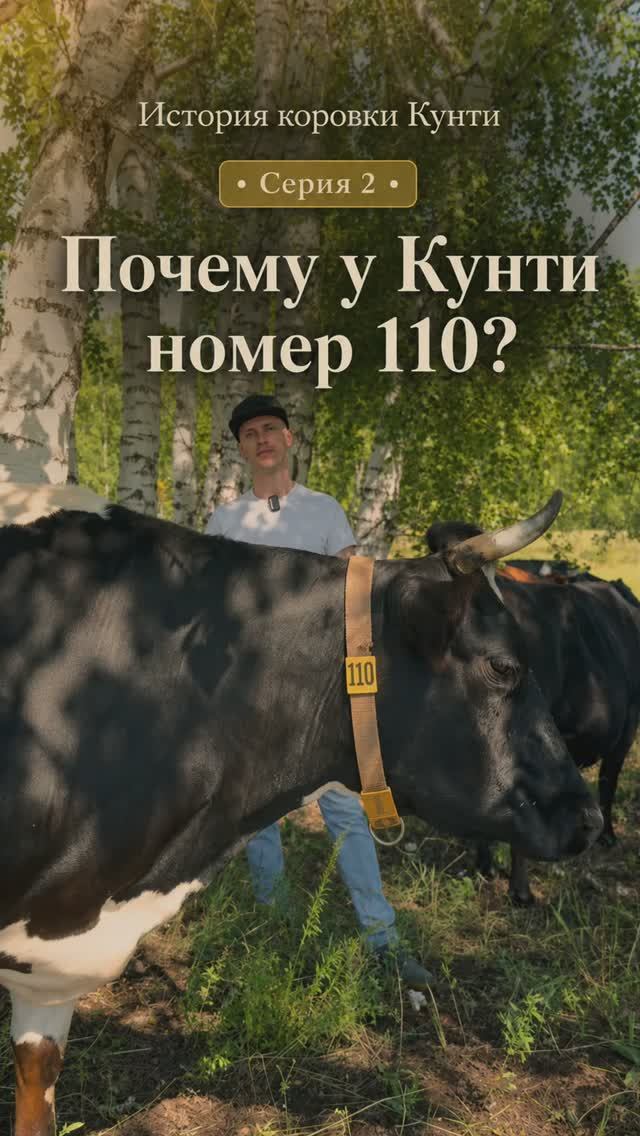Коровка Кунти