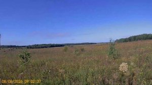 Охота 08.08.26 на тетерева с собакой