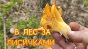 ЗАБРОШКА РОШАЛЯ.В ЛЕС ЗА ЛИСИЧКАМИ.