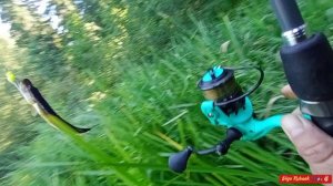 Щучка на мышку, мышка на леске...тянем-потянем...🎣🐊😁