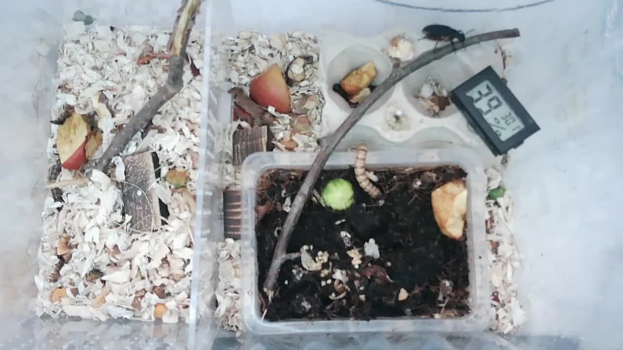 Жуки