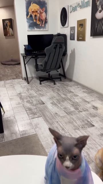 Муля, не нервируй🐈😻