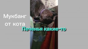 Мой кот ест печенья какие-то|Мукбанг от кота|Обжор|Еда на камеру