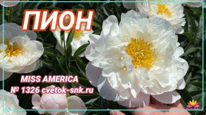 ПИОН «MISS AMERICA»/Сад Ворошиловой
