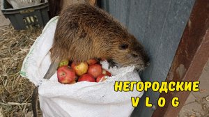 Яблоки для НУТРИЙ. Запутались, где чьи дети! 14.08.26