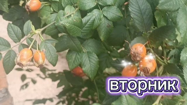 Надо же как летит время. ВТОРНИК.. КУДА БЕГУТ ДНИ.