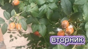 Надо же как летит время. ВТОРНИК.. КУДА БЕГУТ ДНИ.