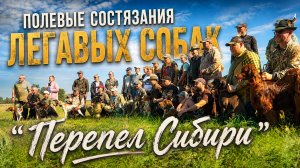 Новосибирские полевые состязания полевой дичи «Перепел Сибири» 2026