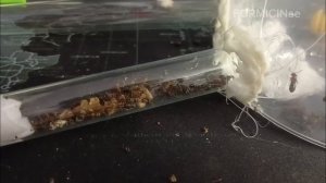 Как ПОДНЯТЬ колонию RAPTIFORMICA SANGUINEA с ОДНОЙ МАТКИ?