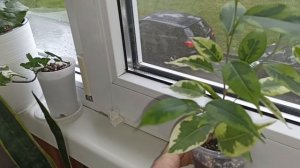 Излишки Фикусов Почтой
