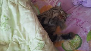 ТИГРУША 🐯!❤️