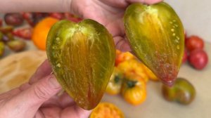 Томаты 2026 ,Сибирь,край вечно зелёных помидор,нет не слышали🍅🍅🍅👍👍👍