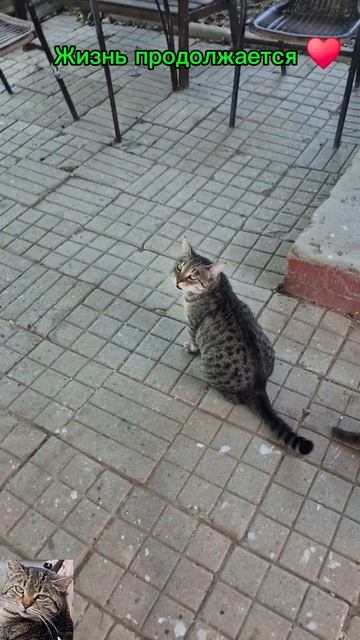 жизнь продолжается 🐱