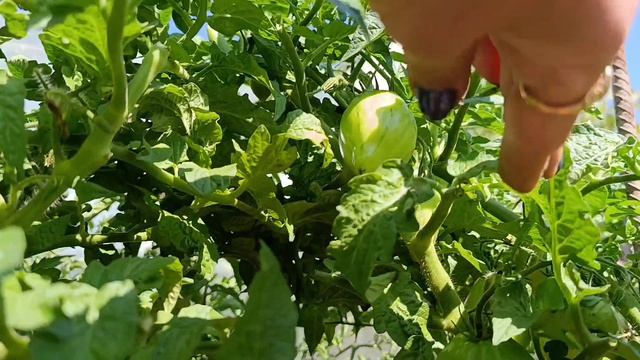 Томаты 🍅 гном МАРАЛИНГА, гном ДЕСПЕРАДО.