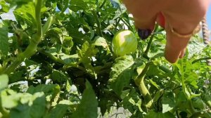Томаты 🍅 гном МАРАЛИНГА, гном ДЕСПЕРАДО.