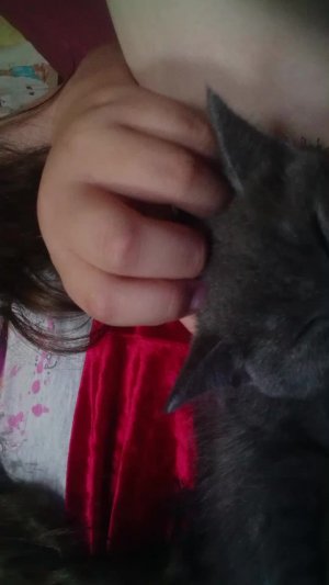 котя
