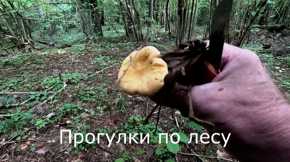 Прогулки по лесу.  Иду к фотоловушкам и собираю лисички.
