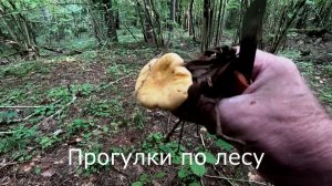 Прогулки по лесу.  Иду к фотоловушкам и собираю лисички.