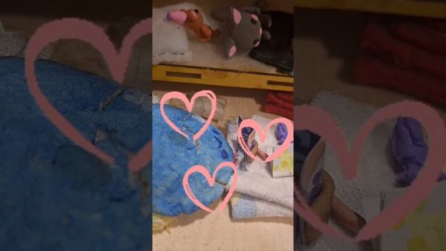 1 серия сериала ((звезда)) пельменьки