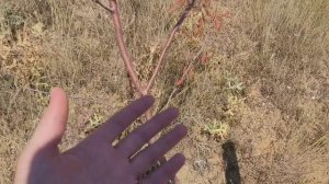 Проверка саженцев на засухоустойчивость 👍💪🌳