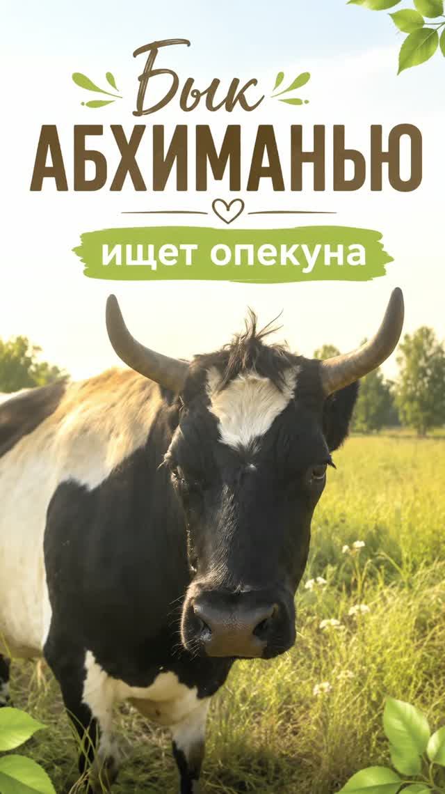 Бык Абхиманью ищет опекуна