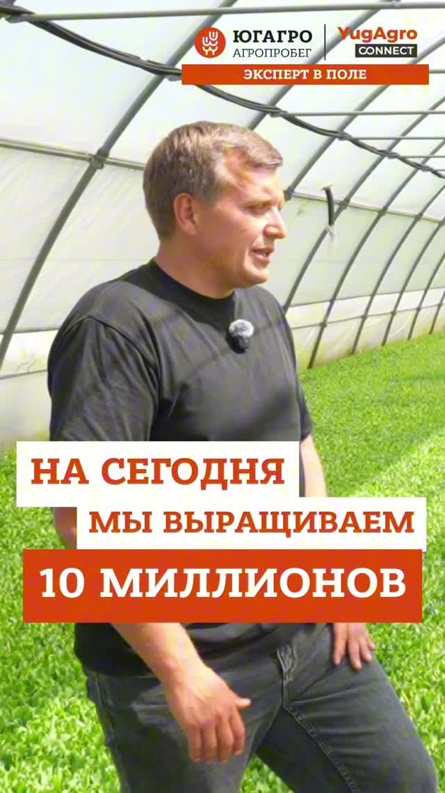 От 15 соток до 10 миллионов салатов в сезон: как строится бизнес на свежей зелени