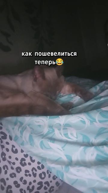 #кот