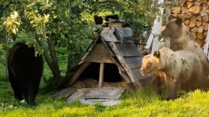 В Горном Алтае из-за медведей закрыли доступ к водопаду: видео.