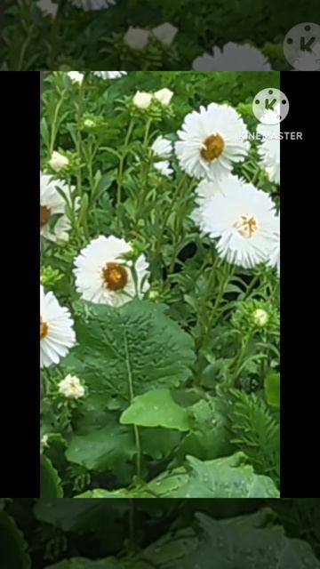 Дачные цветы ☘️💃🦋🥀☘️