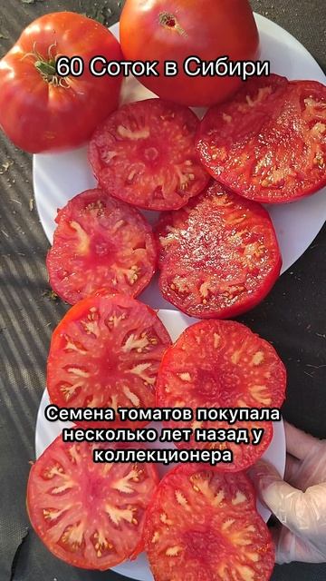 Этот Томат покорил всех, ежегодно ящик с куста!