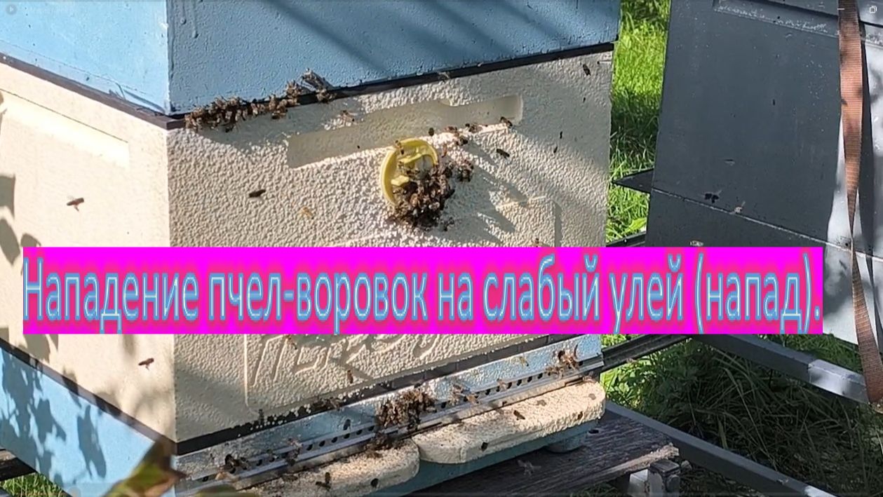 Пчелиный грабёж на пасеке. Нападение на слабый улей. Битва за мёд: утренняя тревога на пасеке. Пчёлы