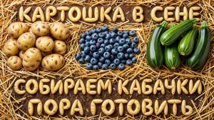 КАРТОШКА В СЕНЕ. ГОЛУБИКА И КАБАЧКИ. ПОРА ГОТОВИТЬ 2026-07-05, 07, 13