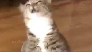 Всячинки