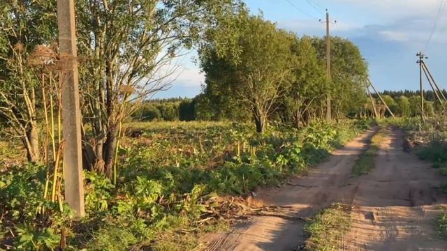 Уничтожение борщевик Сосновского в Москве
