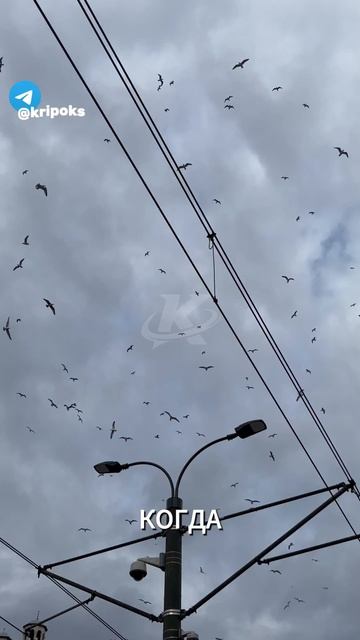 Почему птиц не бьёт ток? ⚡🐦 #птицы #электричество #факты