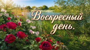 Обзор роз в воскресный день.