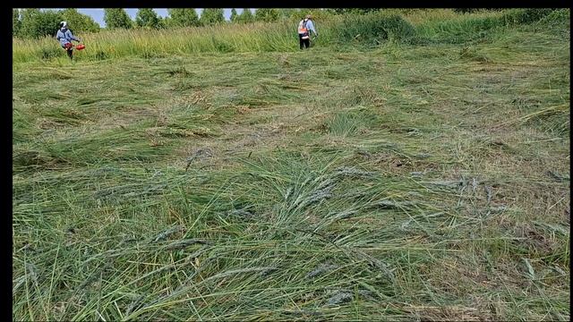 Покос высокой  травы  двумя бензотримерам,.Кошу без кожуха .